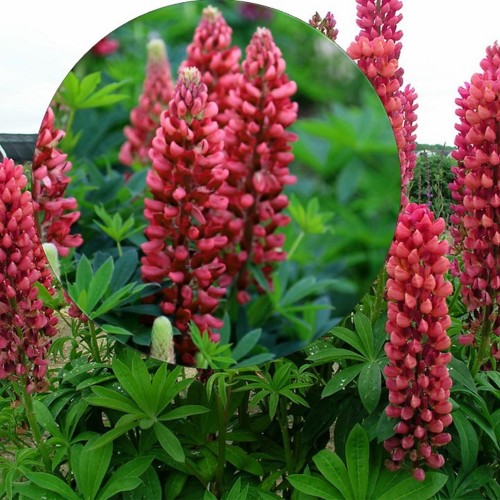 Lupinus polyphyllus 'Lupini Red Shades' - Hulgalehine lupiin 'Lupini Red Shades' P9/0,55L